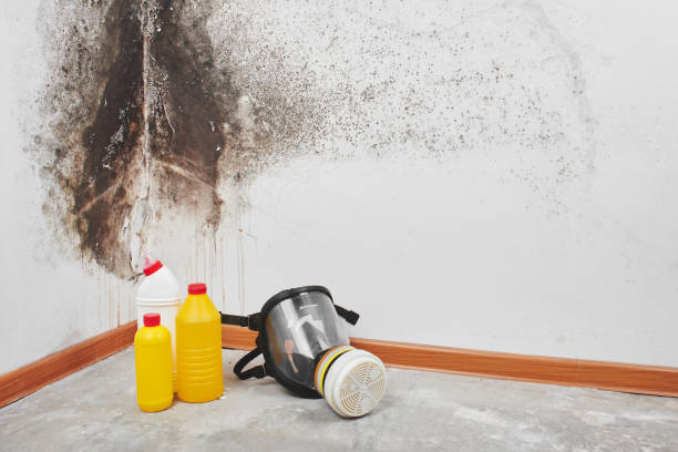 Hercules, CA Mold Removal Company