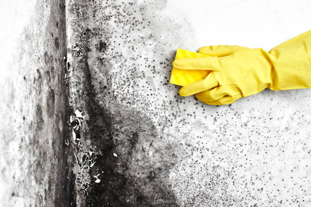 Best Certified Mold Removal  in Hercules, CA