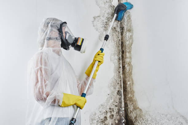 Best Mold Remediation Experts  in Hercules, CA