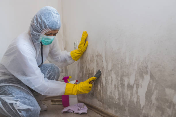 Best Emergency Mold Removal  in Hercules, CA