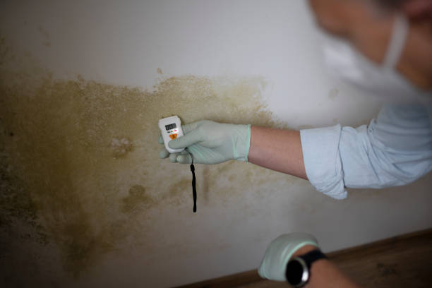 Best Black Mold Removal  in Hercules, CA