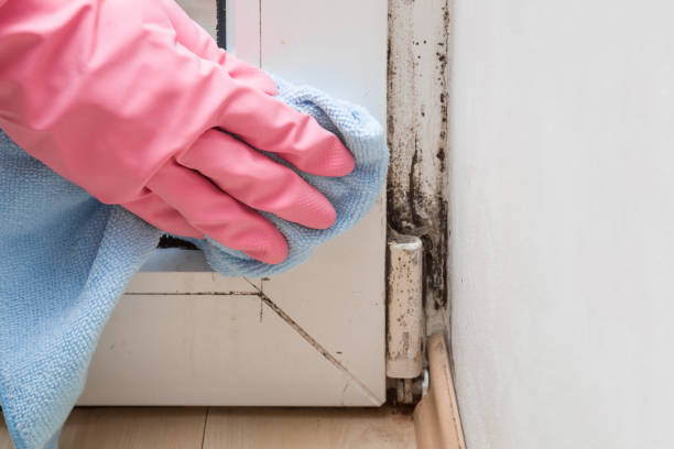 Best Commercial Mold Removal  in Hercules, CA